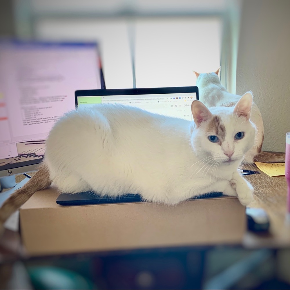 Meet your Posher, Lara